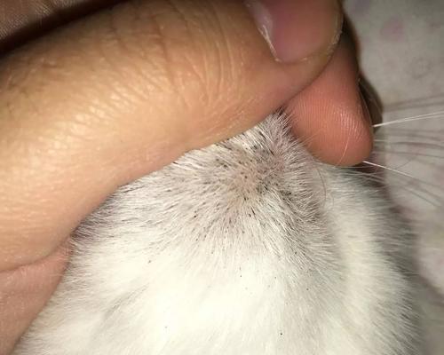 揭秘猫咪下巴“痣”奥秘（探究猫咪下巴突出的原因与处理方法）