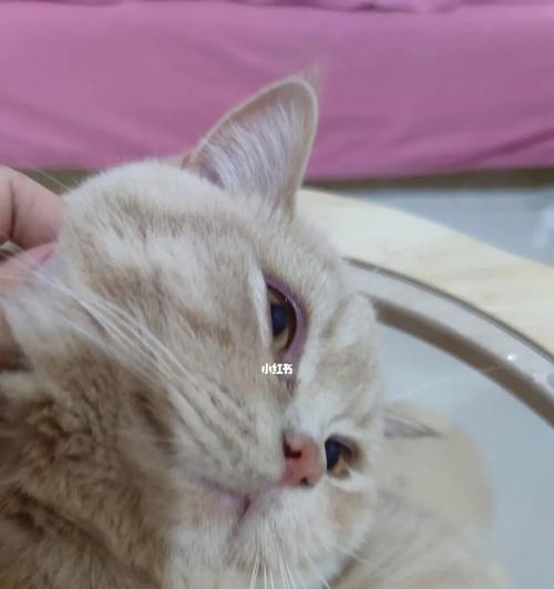 猫咪眼睛滴什么症状（如何预防和治疗猫咪眼病）