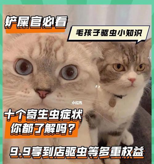 宠物猫咪感染虫子的危害与预防（从哪些途径感染虫子）