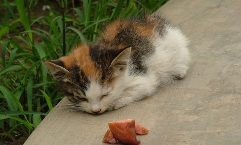 如何检查宠物猫咪的呼吸道健康（掌握一些技巧）