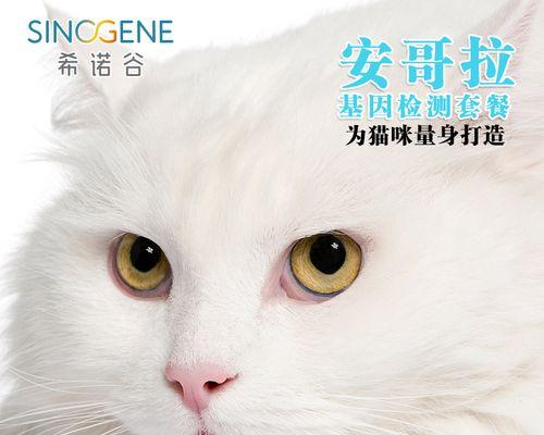 猫咪为什么会胀肚子（了解肥胖、消化不良、腹水等原因）