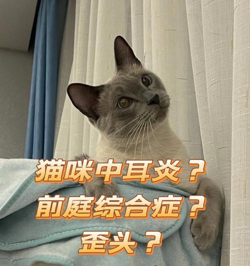 猫咪中耳炎会传染吗（探寻猫咪耳疾传染原因）