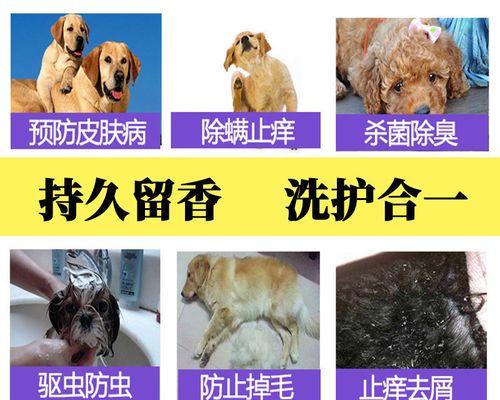 猫咪螨虫感染的预防和治疗（如何保护宠物免受螨虫侵害）