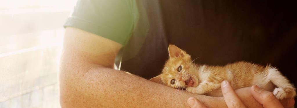 揭秘人类感染猫咪寄生虫真相（宠物猫咪竟成人类健康隐患）