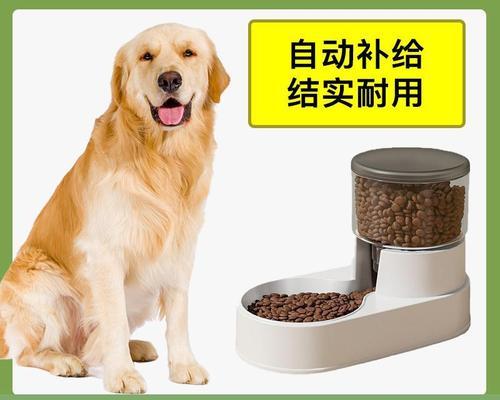 小金毛狗狗用泡水吃狗粮的正确方法（宠物饲养常识）