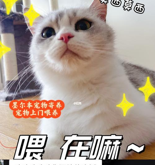 小猫不吃东西怎么办（以宠物为主）