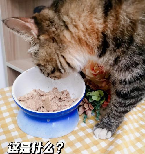 小猫不吃饭不喝水是怎么回事（探究宠物小猫不进食的原因）