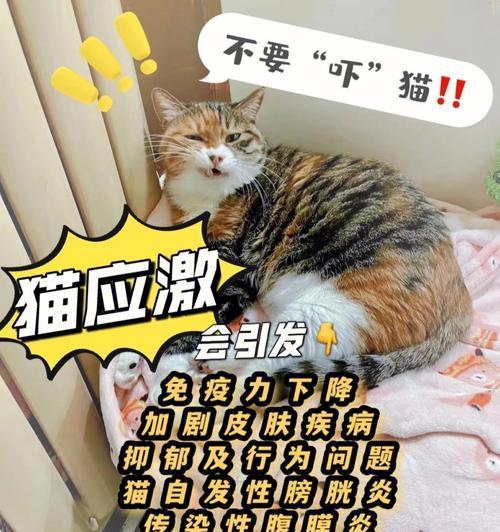 小猫感染呼吸道病毒的原因与治疗方法（宠物猫如何预防呼吸道疾病）