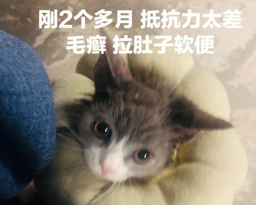 小猫拉稀，该怎么办（关注宠物健康）