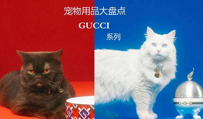 如何治疗宠物小猫流红色眼泪（寻找治疗小猫眼泪的正确药物）