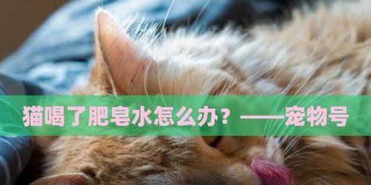 小猫能否使用肥皂洗澡（猫咪沐浴必备知识）