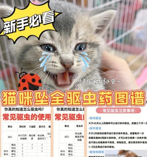 小猫驱虫无效（探究小猫驱虫失败的原因及解决方法）