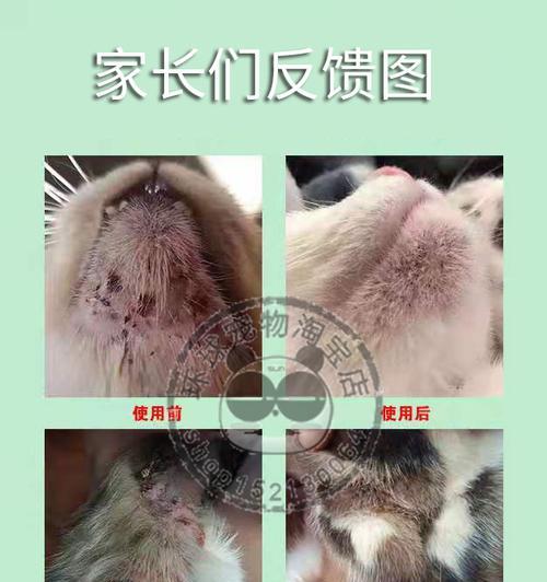 小猫身上的白色皮屑是什么原因（探究小猫身上白色皮屑的成因和解决方法）