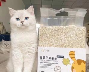 从什么时候开始给小猫使用猫砂（探讨猫砂在宠物生活中的重要性）