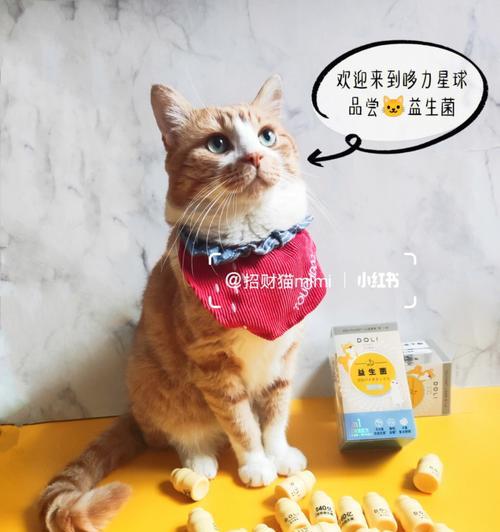 小猫吐吃益生菌又吐（正确的喂养方式才能让小猫健康成长）