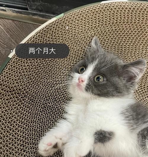 如何正确喂养一个月大的猫咪（从饮食到护理）