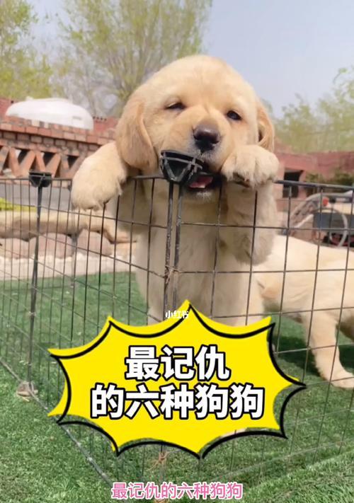 CKU鉴定5星犬舍，选取最优宠物（以CKU为标准）