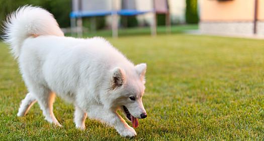 爱斯基摩犬的尾巴（探索爱斯基摩犬尾巴的外形）