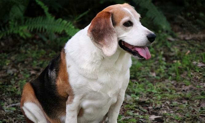 如何科学喂养比格幼犬（掌握喂食量、饮水量和营养均衡）