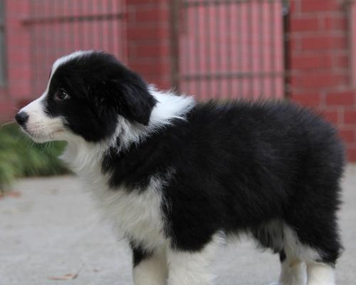 边境牧羊犬的药物指南（从宠物角度出发）