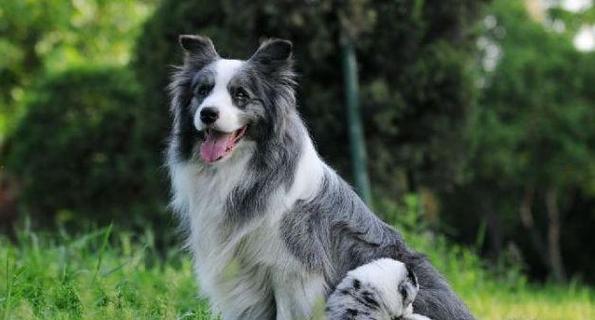 边牧羊犬生完孩子后该吃什么（宠物健康饮食指南）