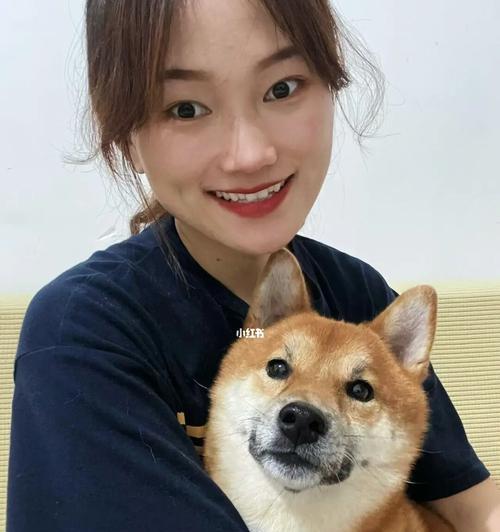 揭秘柴犬为什么狂爱吃饼干（一只柴犬的味觉世界与饼干的奥秘）