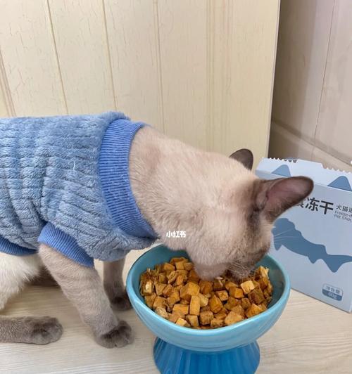 宠物小猫不吃东西怎么办（教你如何调理宠物小猫的食欲）