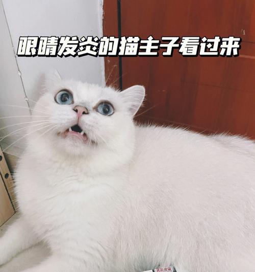 揭秘小猫总封眼的原因（宠物疑难解答）