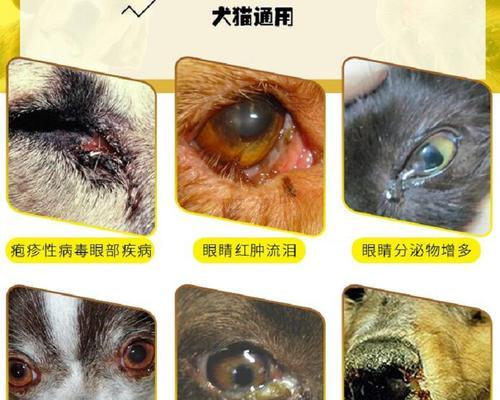 小猫疱疹病毒的治疗方法探究（从药物治疗到保健护理）