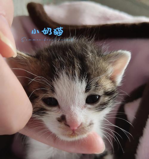 小奶猫的必需品（如何为宠物购买适合的用品）