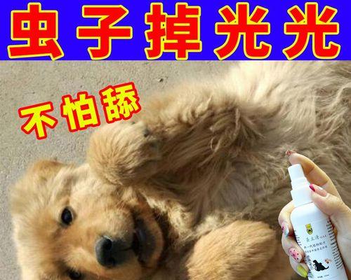 小犬呕吐怎么办？药物治疗指南