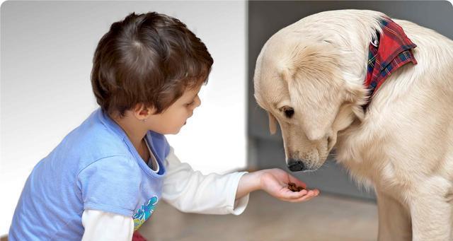 如何让宠物狗不发出异味（让你的爱犬在家中气味清新）