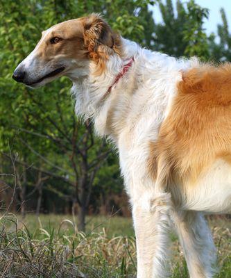 饲养苏俄猎狼犬的乐趣（从宠物到伙伴）