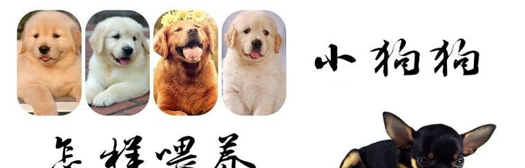 幼犬消化好帮手，这些食物不可错过（从宠物角度出发）