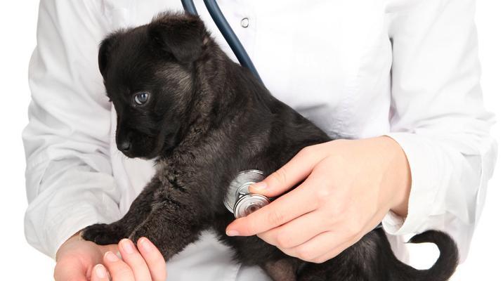 幼犬腹泻，常见原因及处理方法（宠物健康必须重视）