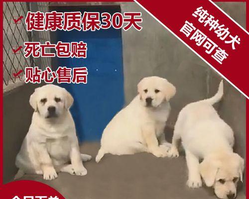 幼犬拉布拉多的适宜室温（如何为幼犬创造舒适的生活环境）