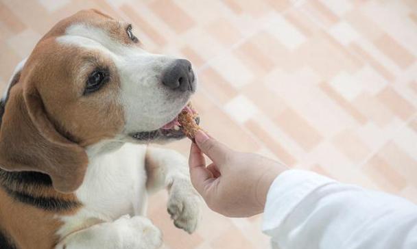 如何为幼犬正确地进行驱虫（宠物养护中的重要环节）