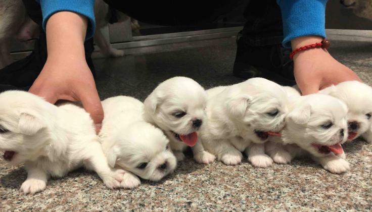 宠物幼犬特别爱喝水该如何管理（预防幼犬饮水过度的几种方法）