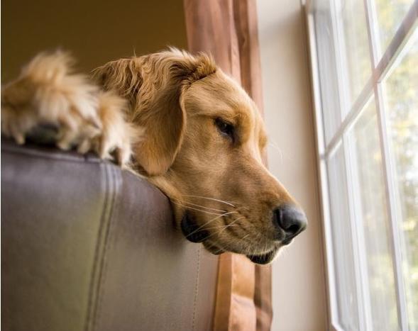 如何帮助幼犬克服害怕出门（宠物狗如何适应外界环境）