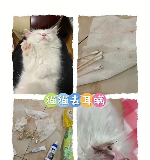 处理猫咪大脓包的全面指南（如何正确处理猫咪身上的大脓包）