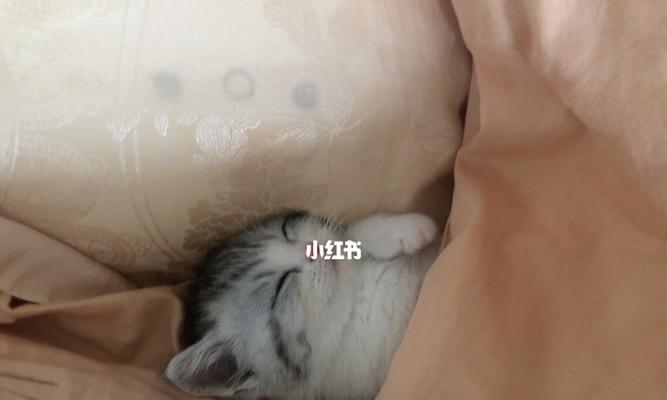 如何让宠物猫不再干扰睡眠（防止猫咪睡眠打扰的实用技巧）