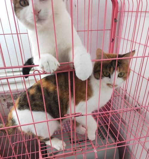 如何判断宠物猫的健康状况（掌握这些技巧）