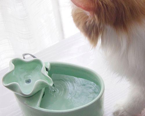 让宠物猫咪爱上滚珠饮水器（教你如何让宠物猫咪用滚珠喝水）