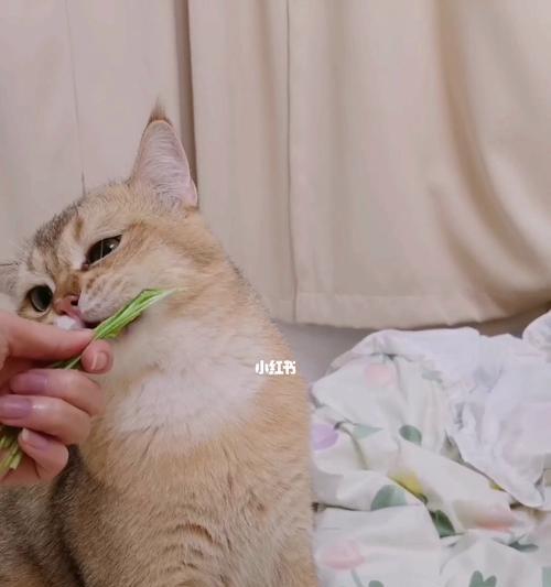 让猫咪喜欢吃猫草的技巧（教你如何让猫咪远离害处）