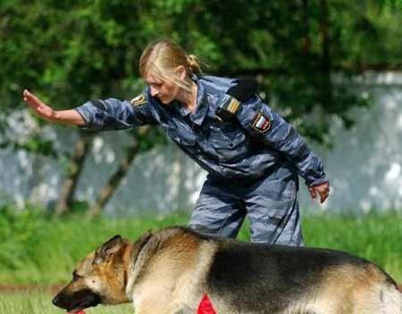 中国军犬品种大揭秘（揭开中国军犬的神秘面纱——以宠物为主）