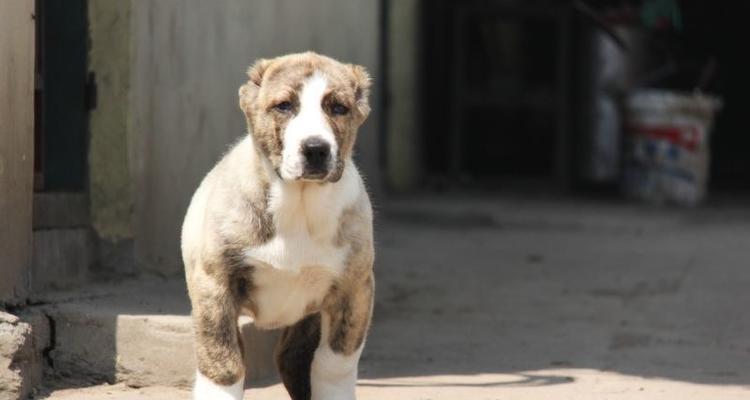 中亚牧羊犬幼犬养护指南（从幼犬期开始）