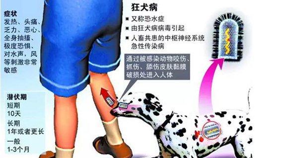 宠物猫咪咬了会得狂犬病吗（了解如何预防和处理猫咪咬伤的风险）