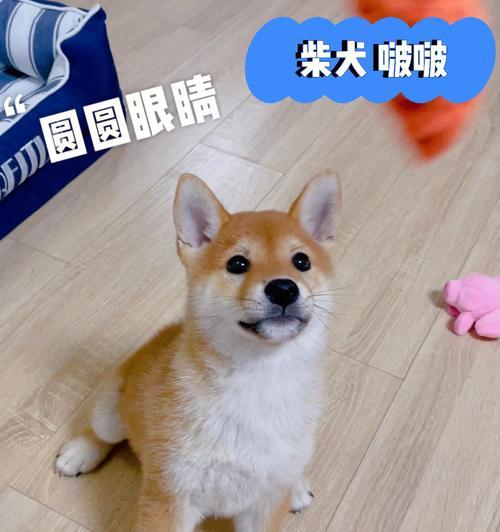 探究什么是以柴犬双血统（以宠物为主的犬种遗传现象）