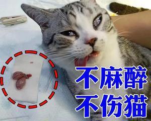 产后猫咪绝育时间详解（以宠物为主）