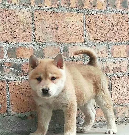 纯种中华田园犬价格、喂养注意事项及培训建议（纯种中华田园犬价格）